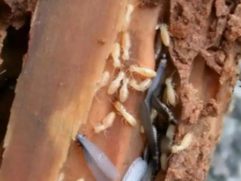 太仆寺白蚁防治公司分享别墅庭院白蚁综合治理，告别绿植虫害入户难题